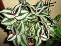 Tradescantia_030.jpg