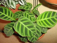 calathea_032.jpg