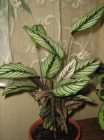 calathea_183.jpg