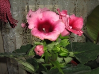 gloxinia_148-2.jpg