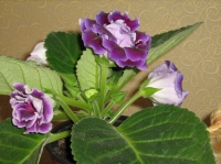 gloxinia_149-3.jpg