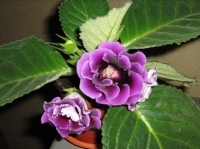 gloxinia_159-3.jpg