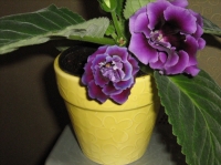 gloxinia_204.jpg