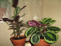 maranathaceae_897.jpg