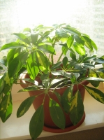 schefflera_474.jpg