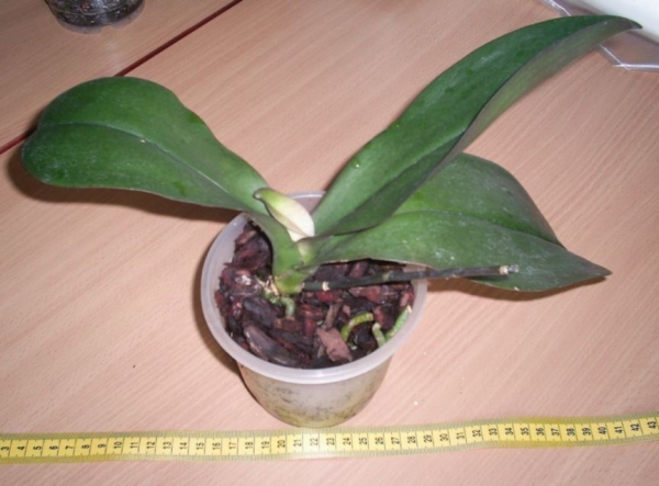 Phal. Dov-Dii-Rose 'Ching Her'   
