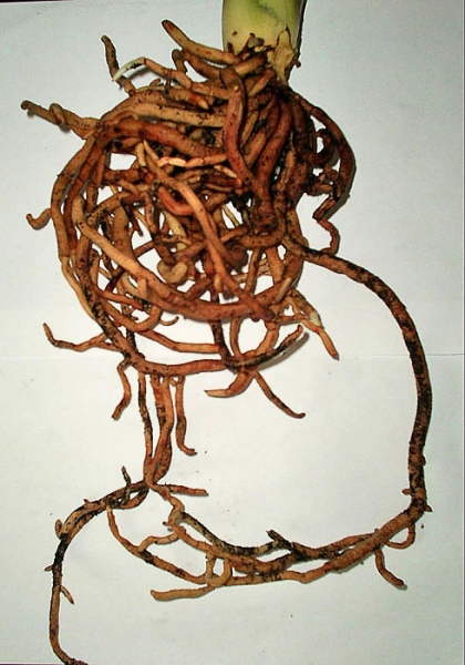Корни Кливия
