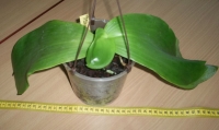 Phal__Red_Jaguar.JPG