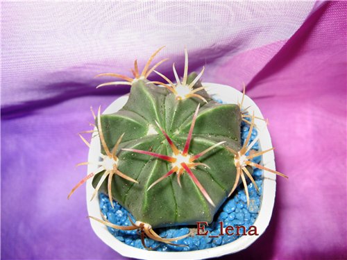 FEROCACTUS macrodiscus
