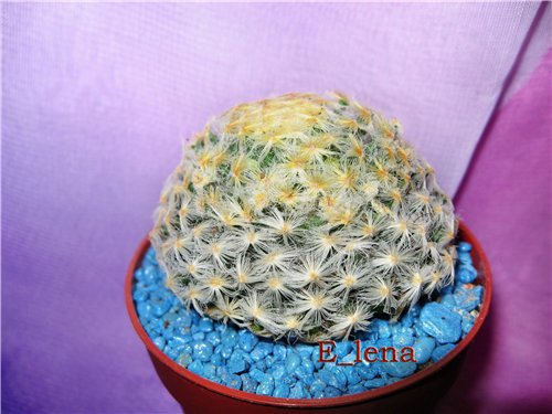 Mammillaria schiedeana v. plumosa.
