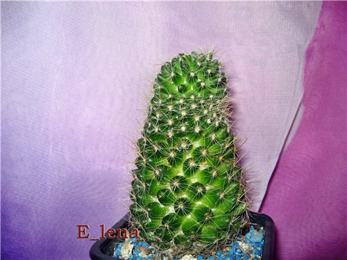 Mammillaria scheidweileriana
