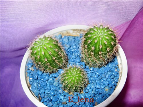 Echinopsis sp.
