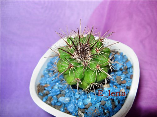 PARODIA maassii v. shaferi
