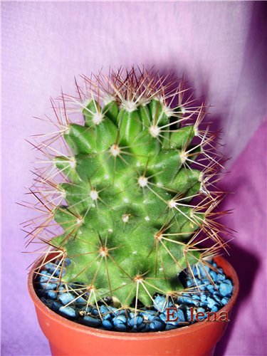 MAMMILLARIA bakerbergiana
