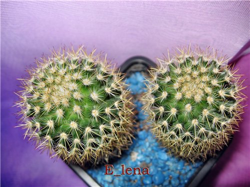 Mammillaria sp.

