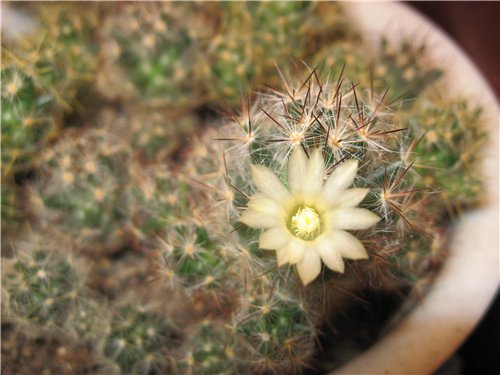 Mammillaria prolifera
