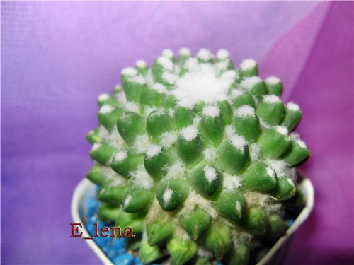 MAMMILLARIA bucareliensis cv.
