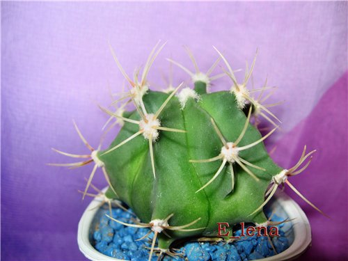 FEROCACTUS hystrix
