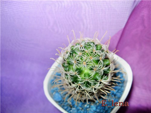MAMMILLARIA duwei 
