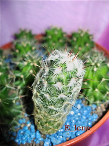 MAMMILLARIA microheliopsis
