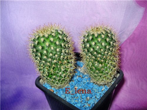 Mammillaria sp.
