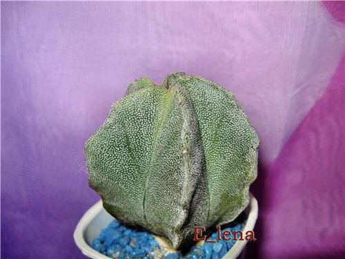 Astrophytum myriostigma
