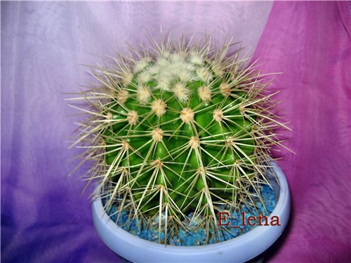 Echinocactus grusonii
