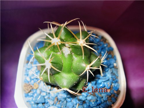 Thelocactus  bicolor ssp. heterochromus form
