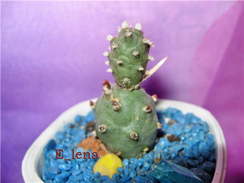 Tephrocactus articulatus v.oligacanthus
