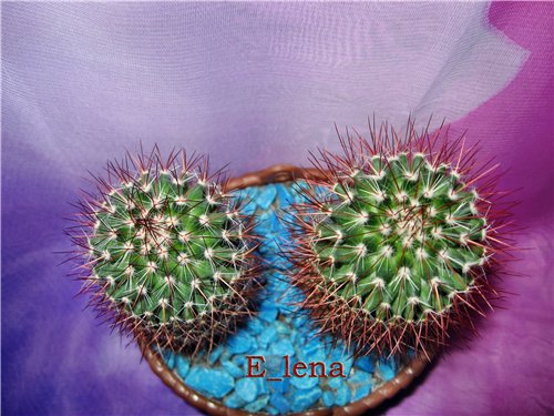 Mammillaria spinosissima 
