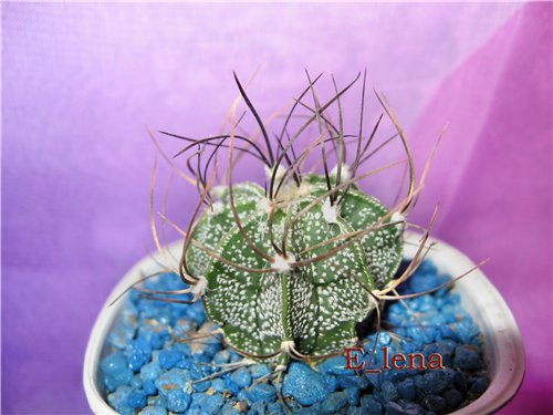 Astrophytum capricorne
