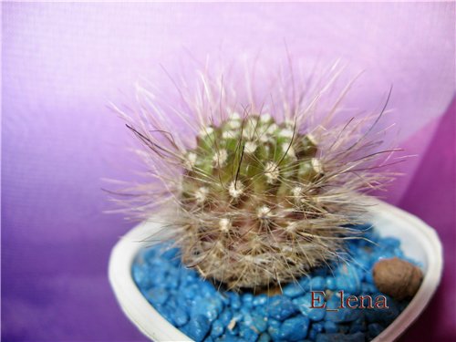 Neoporteria villosa 
