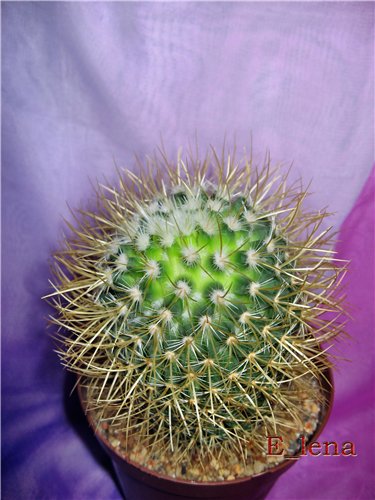 Mammillaria celsiana.
