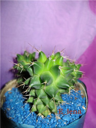 Mammillaria magnimamma cv.

