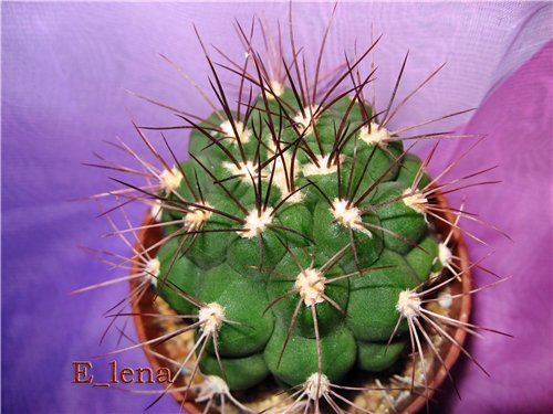 Gymnocalycium saglionis
