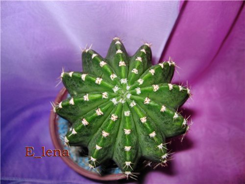 Echinopsis sp. 1
