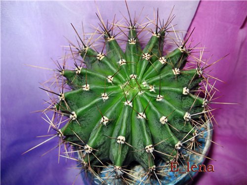 Echinopsis sp.

