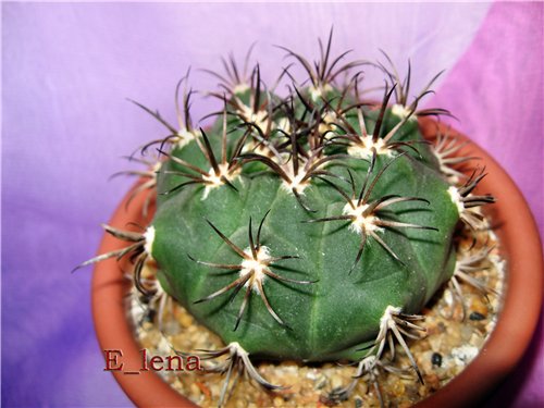 Gymnocalycium zegarrae
