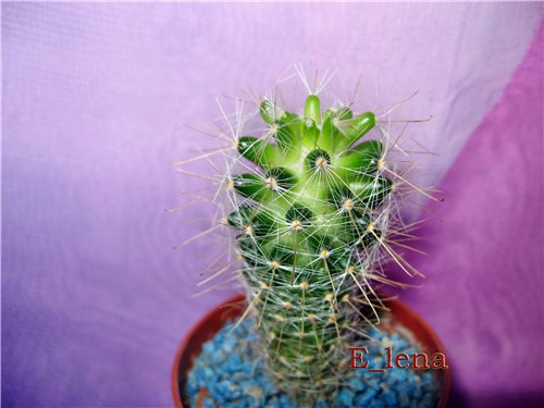 MAMMILLARIA sp.
