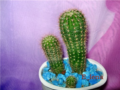Echinopsis sp.
