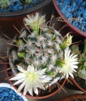 Mammillaria_duwei_aff_Vergel_.jpg