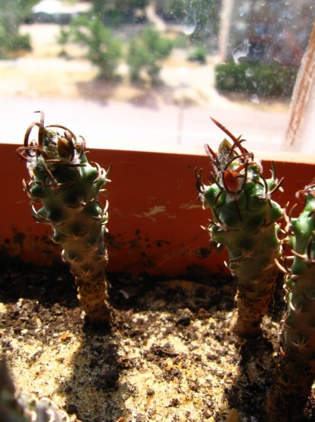 TURBINICARPUS flaviflorus 
