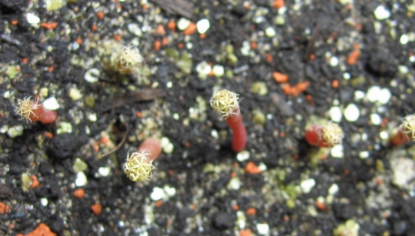 TURBINICARPUS flaviflorus 
