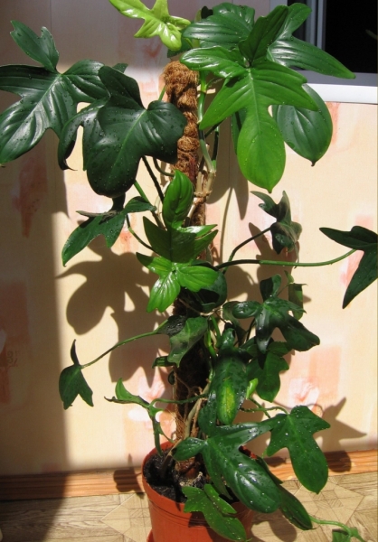 Филодендрон дольчатый /Philodendron laciniatum/
