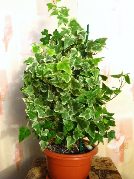 Хедера Hedera
