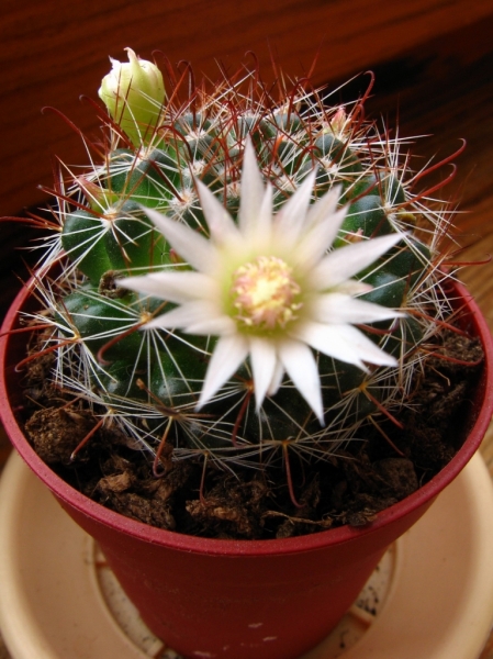 Mammillaria
