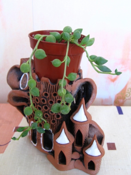 Senecio rowleyanus
