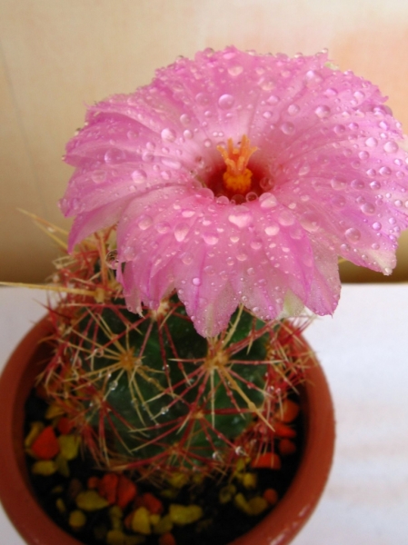 Thelocactus bicolor var. bolaensis
