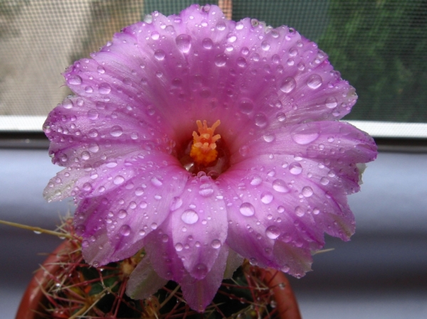 Thelocactus bicolor var. bolaensis
