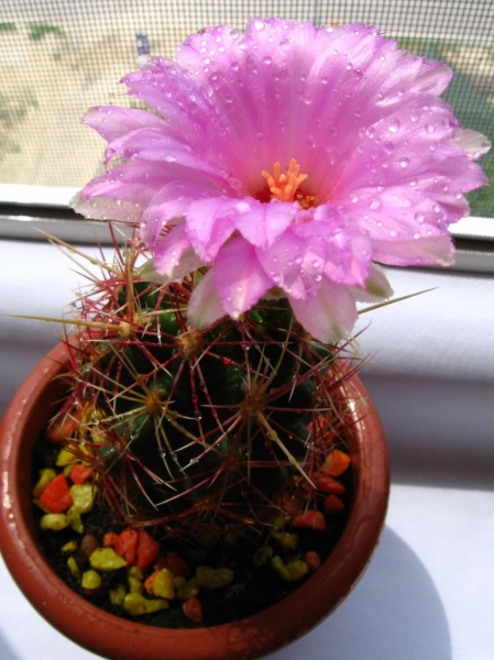 Thelocactus bicolor var. bolaensis
